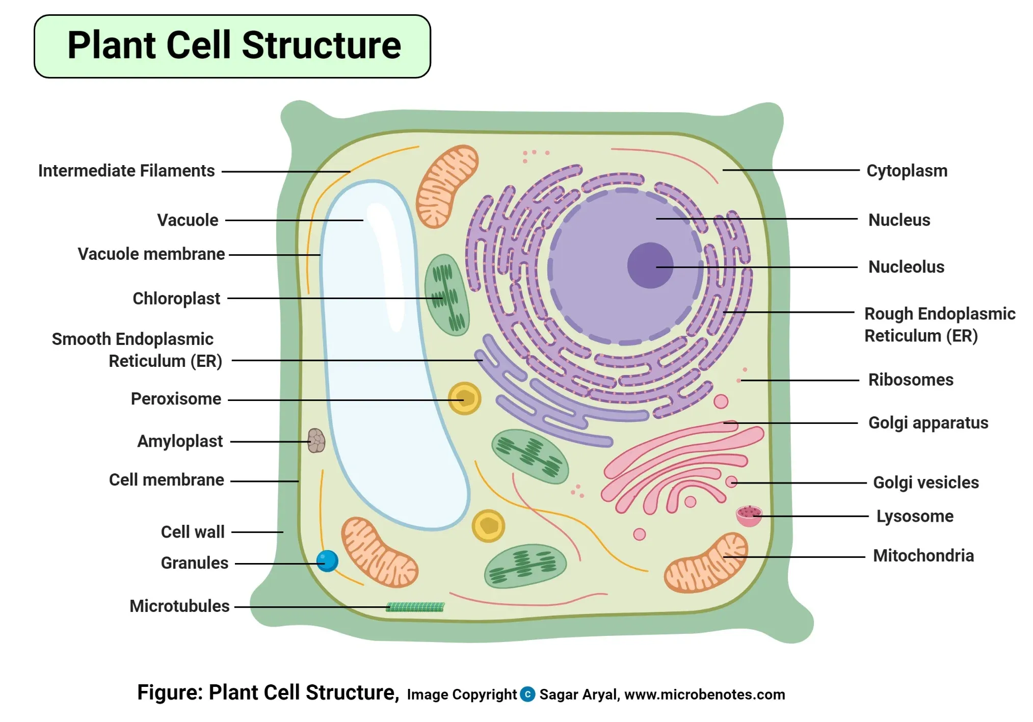 Ultrastructure of plant cell
